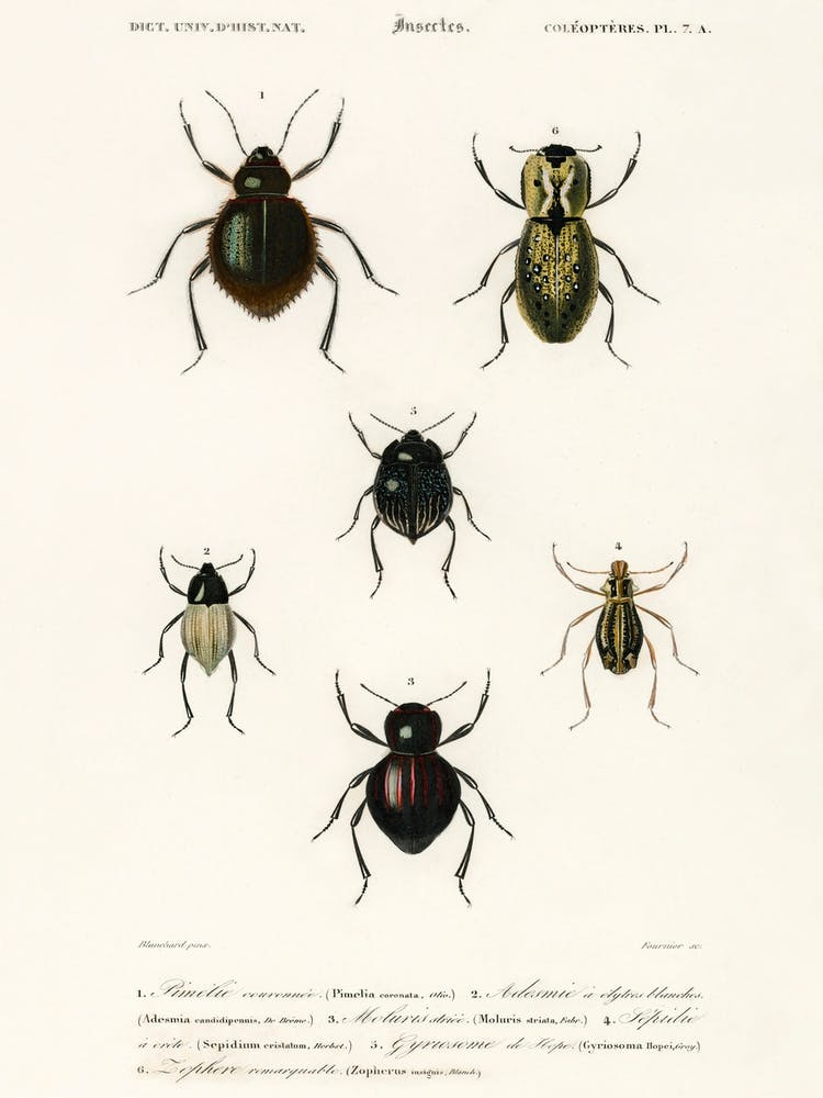 Different Types Of Beetles, Charles Dessalines D'Orbigny 8