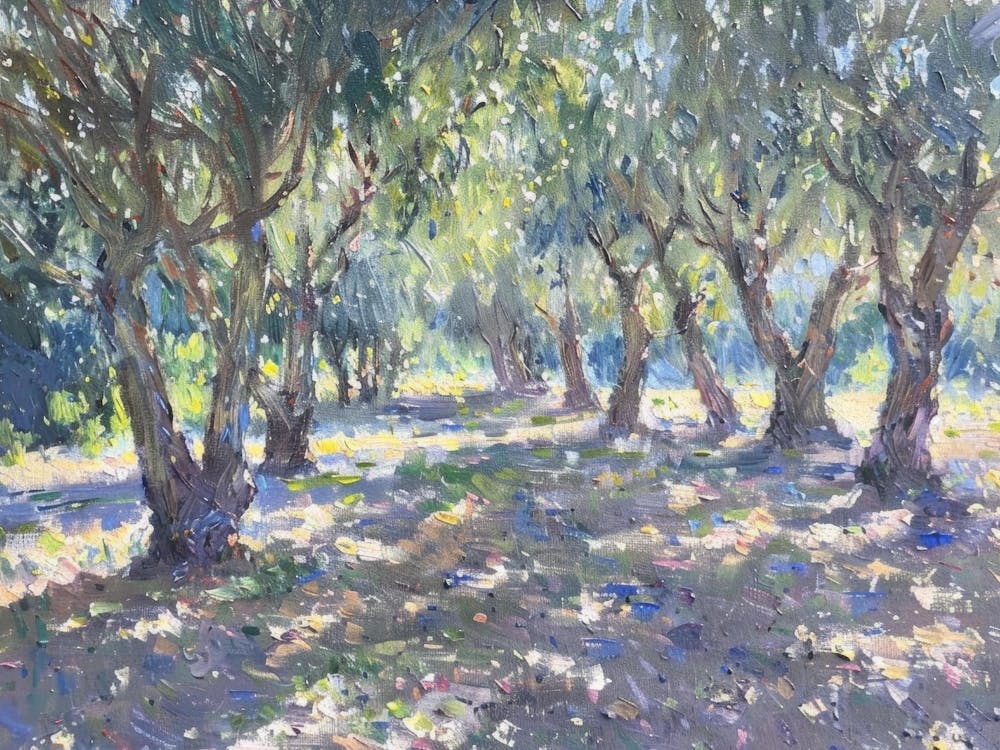 Olive Trees In The Sun