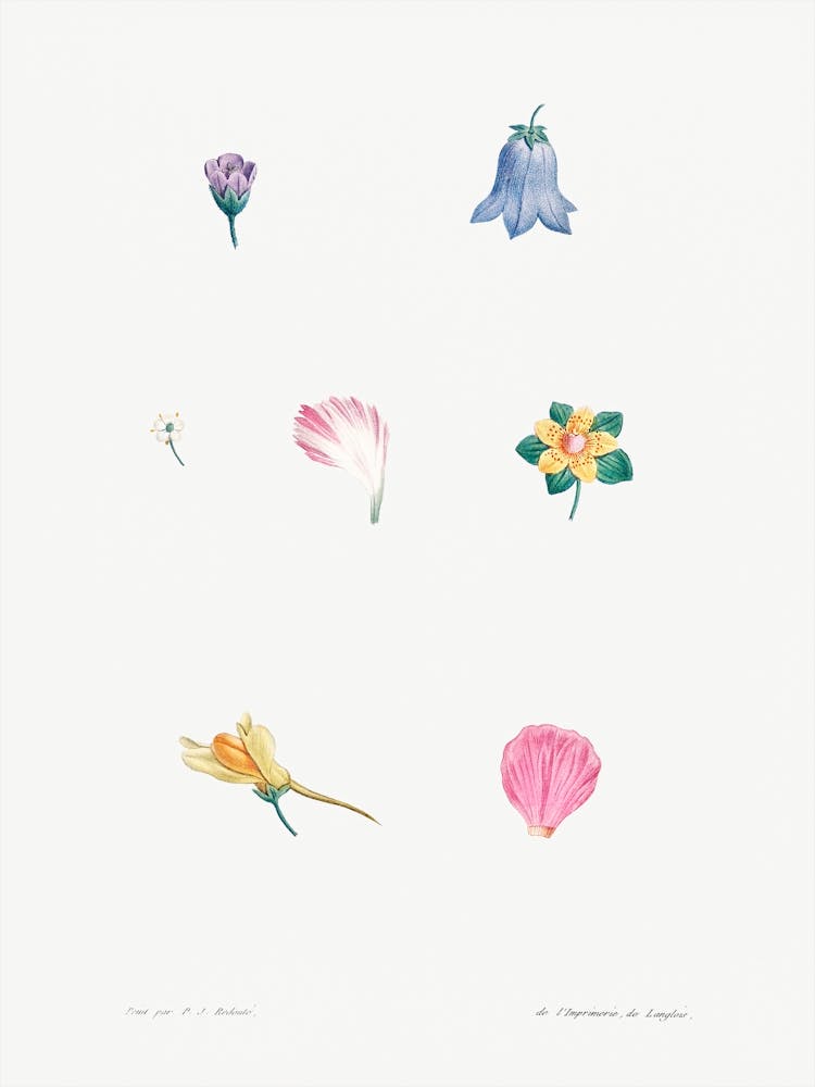 Flower Set from La Botanique de J. J. Rousseau, Pierre Joseph Redoute (3)