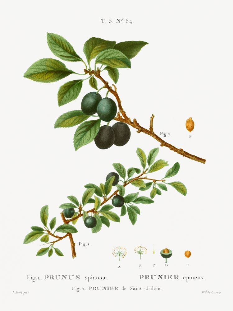 Blackthorn, Pierre Joseph Redoute