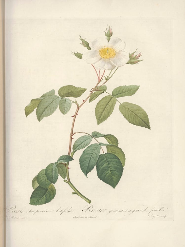 Rose Illustration, Pierre Joseph Redoute (93)