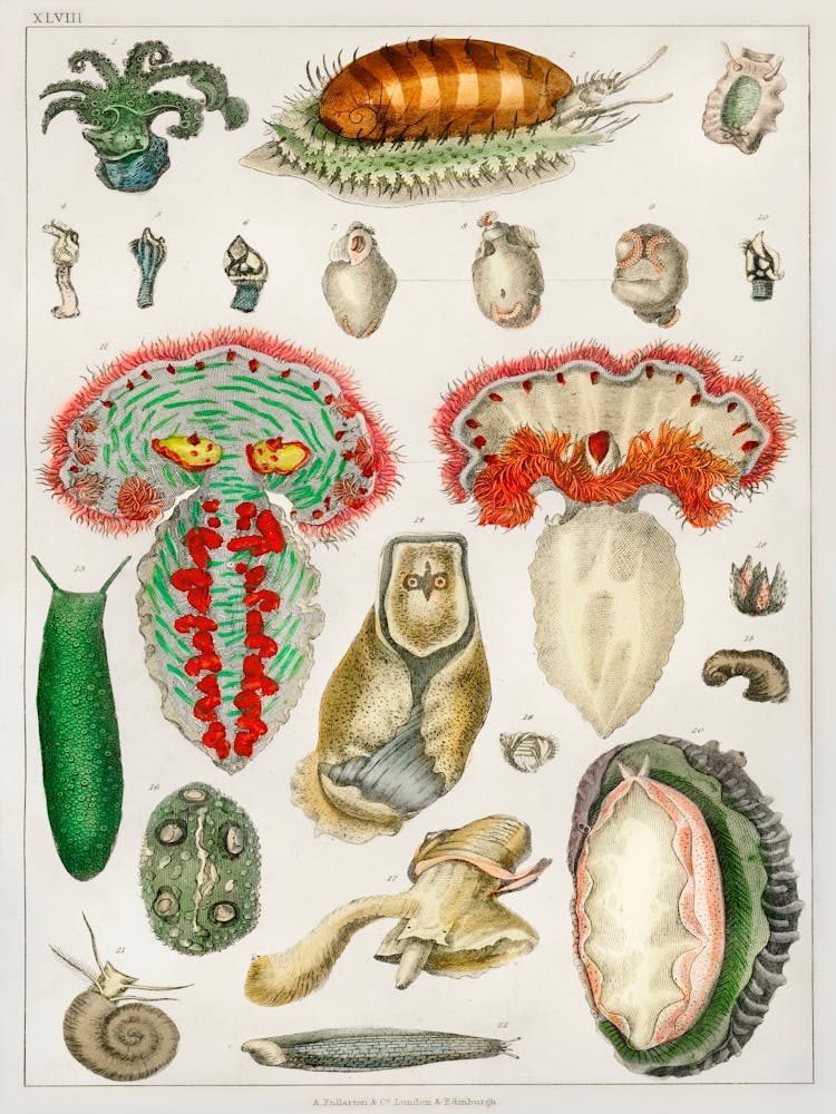 Collection Of Various Animal With Tentacles, Oliver Goldsmith