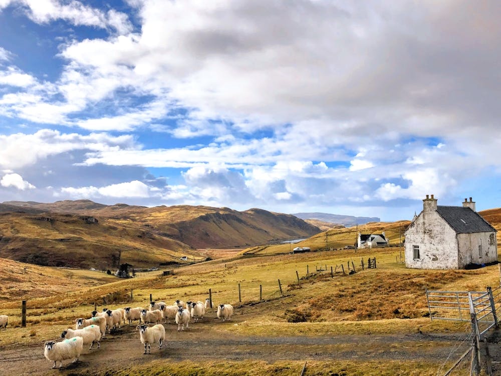 Sheep In Scotland (Scotland Series)