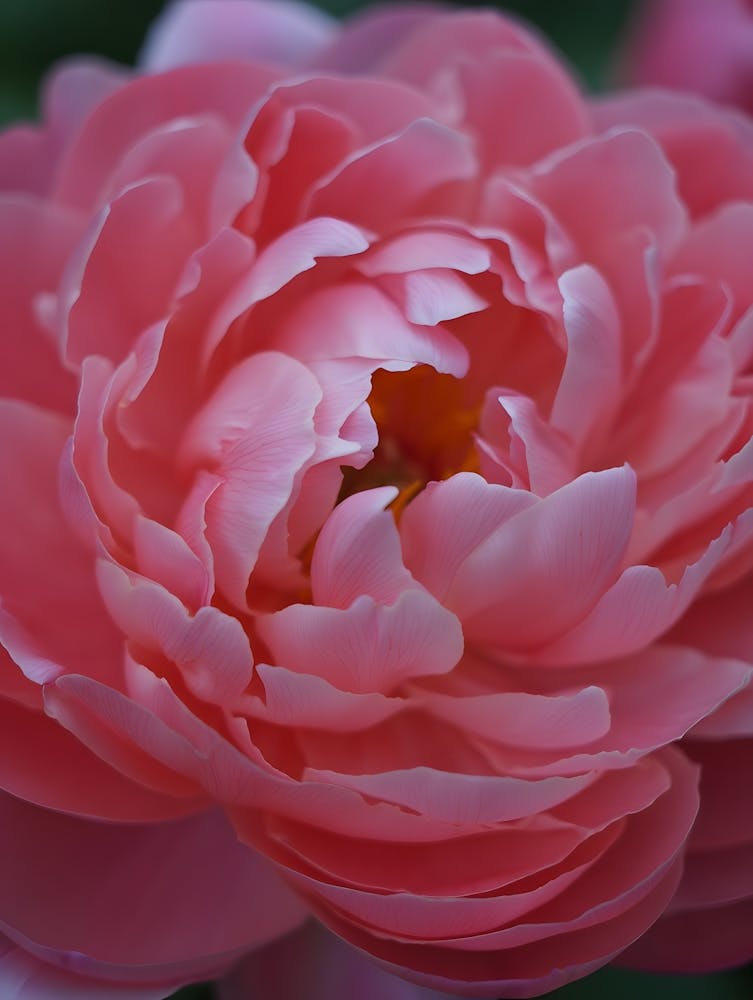 Blühende rosa Pfingstrose: Zarte Blütenblätter
