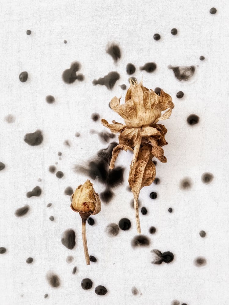 Dried Botanicals