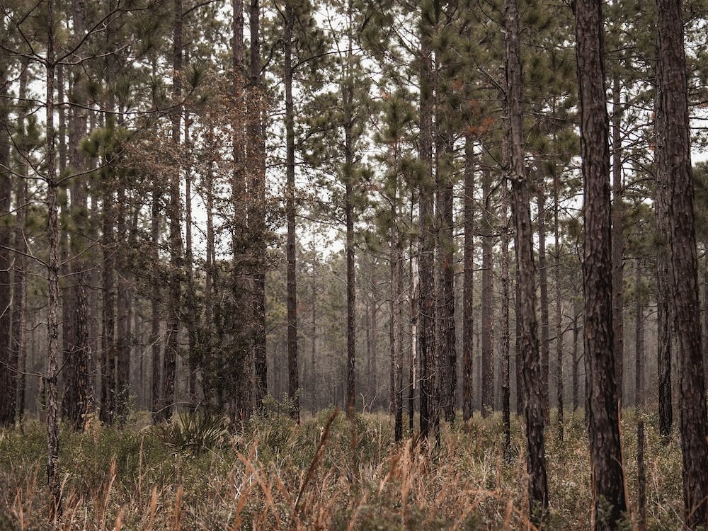 Wilderness Landscape