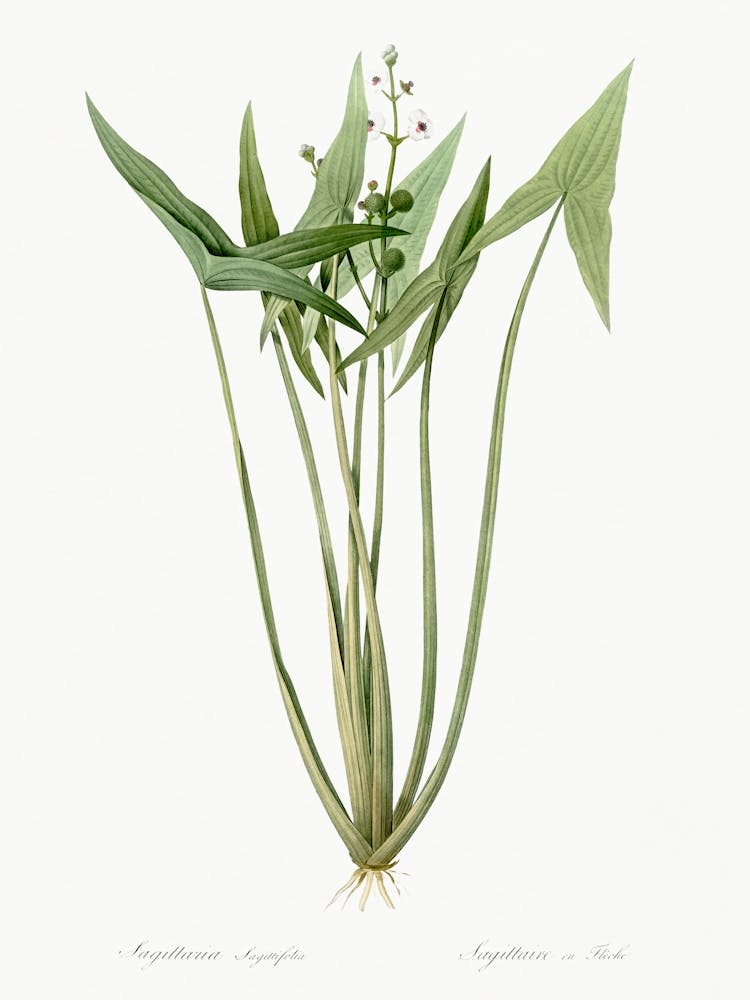 Arrowhead, Pierre Joseph Redoute