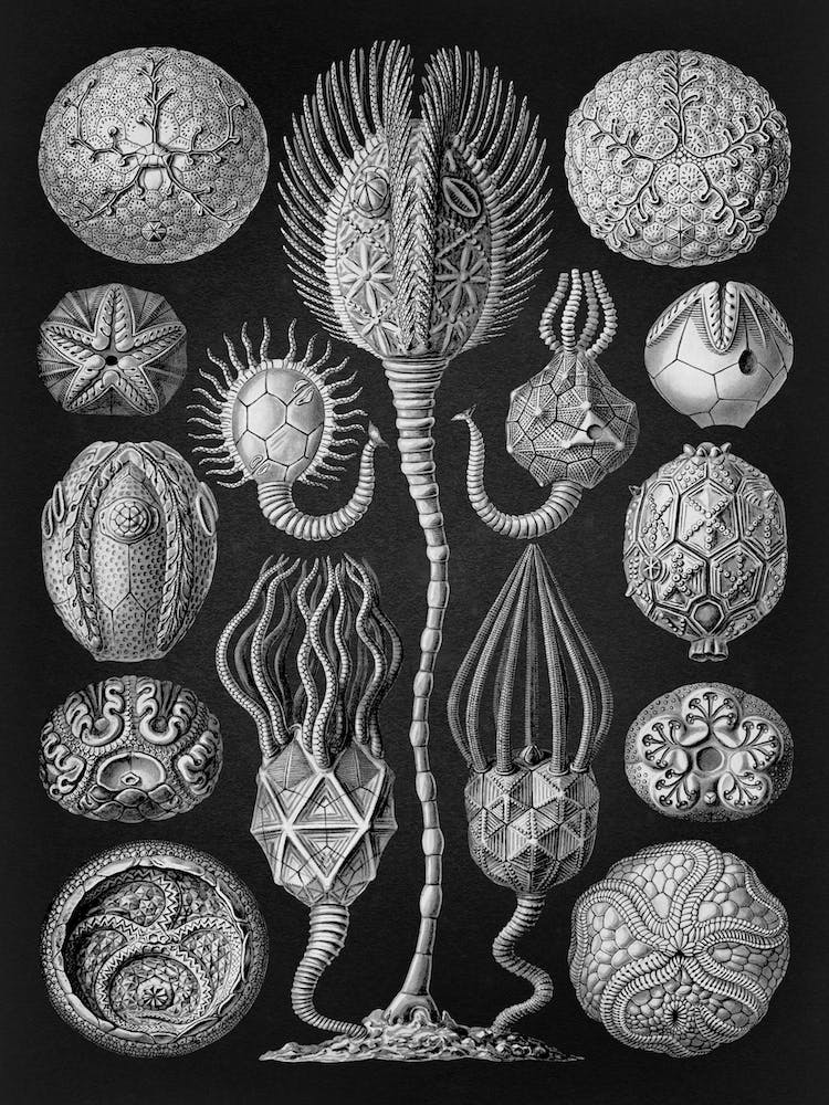 Vintage Haeckel 15 Tafel 90 Beutelsterne