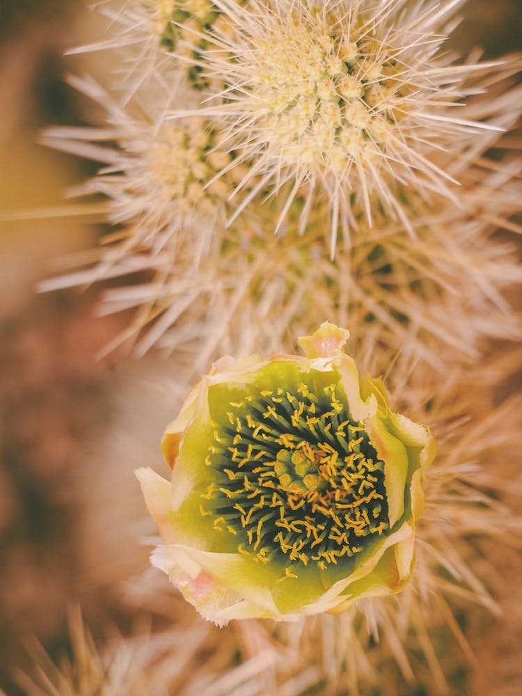 Cactus Flower
