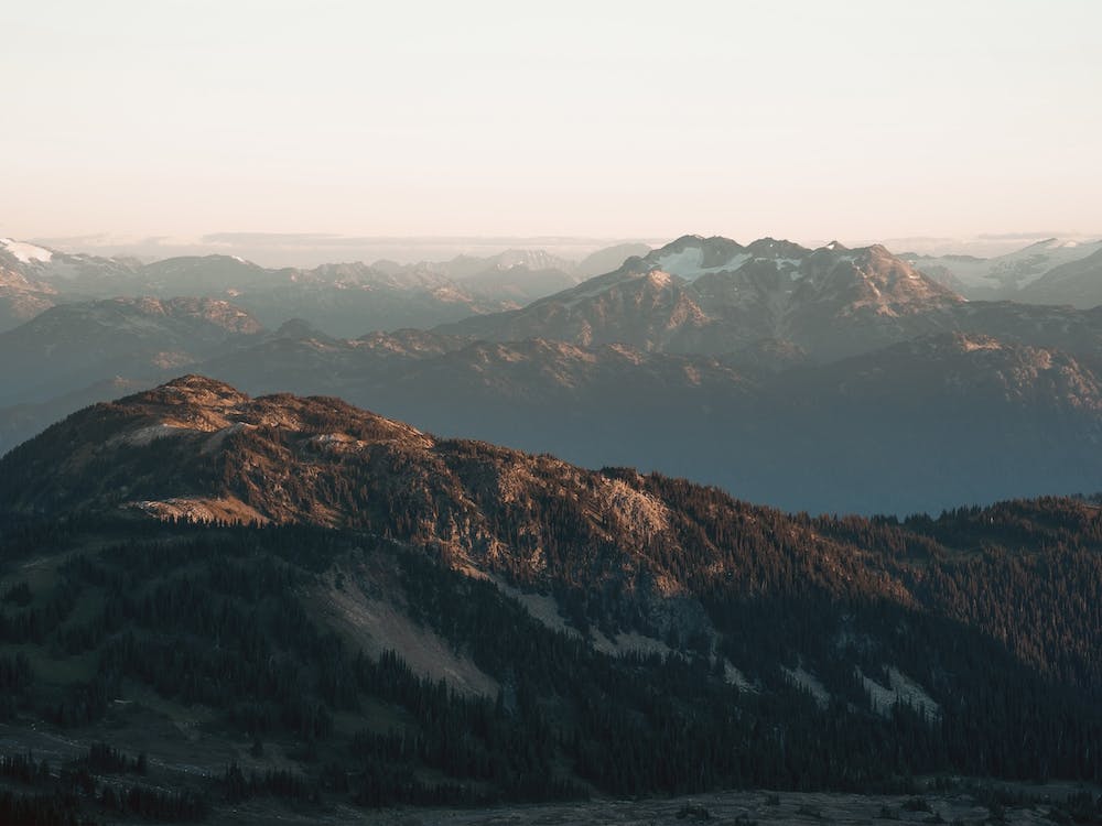 Vast Forest Scenery
