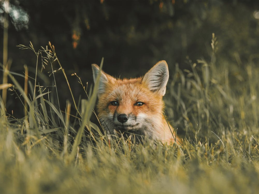 Red Fox Hiding In Grass