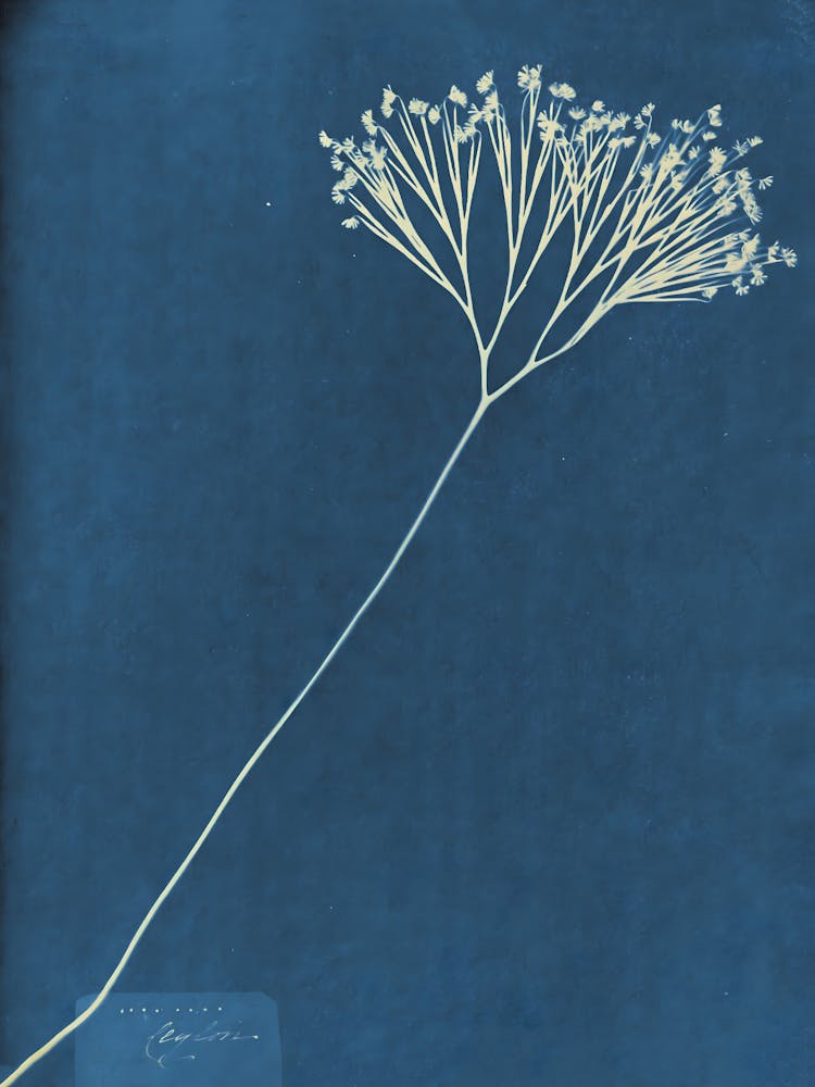 Blume Auf Blauem Hintergrund