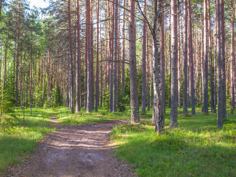 Dirt Road In The Forest