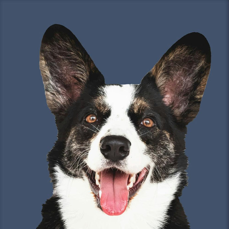 Corgi Portrait