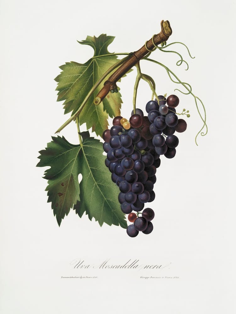 Black Grape (Vitis Vinifera) From Pomona Italiana (1817 - 1839), Giorgio Gallesio