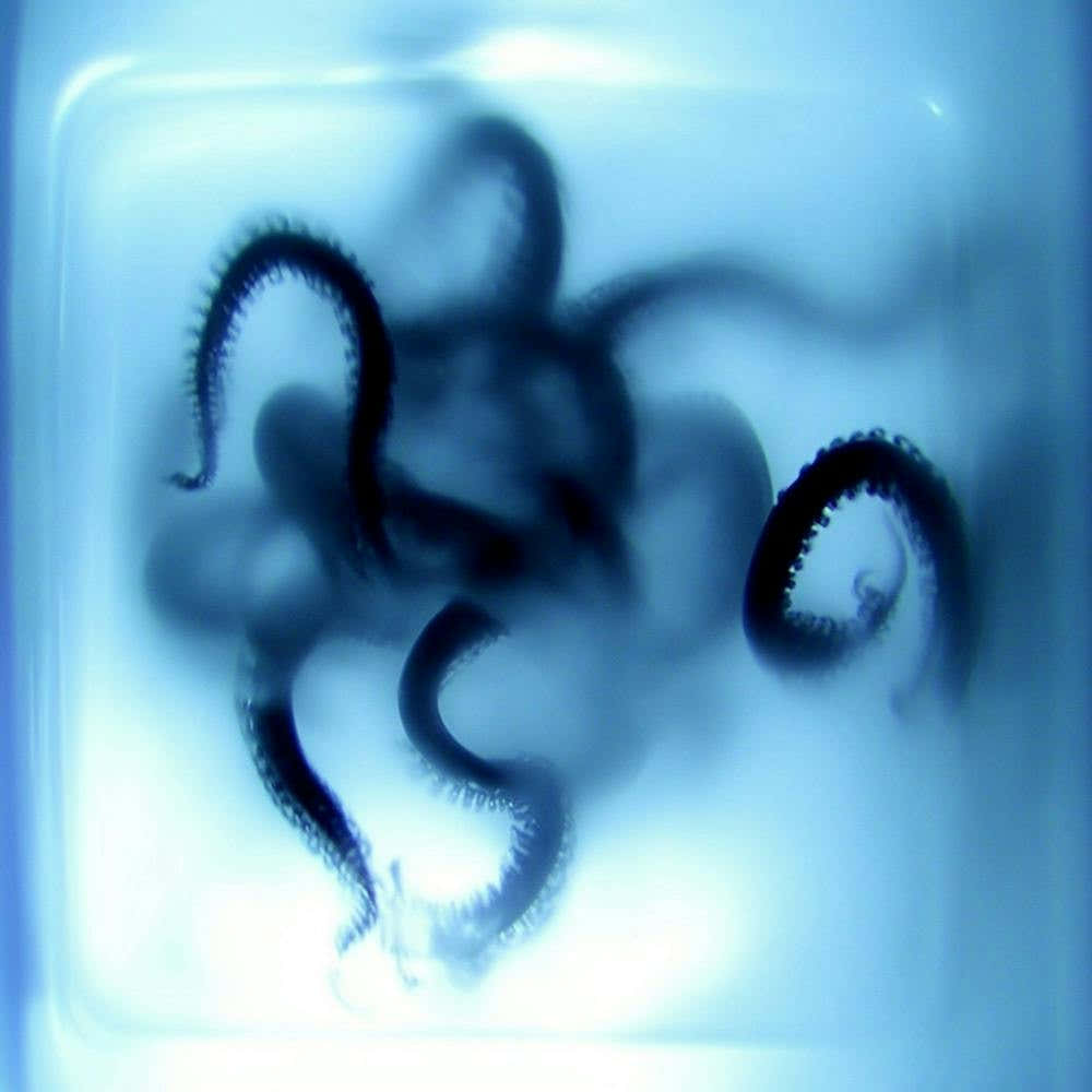Octopus In A Glass