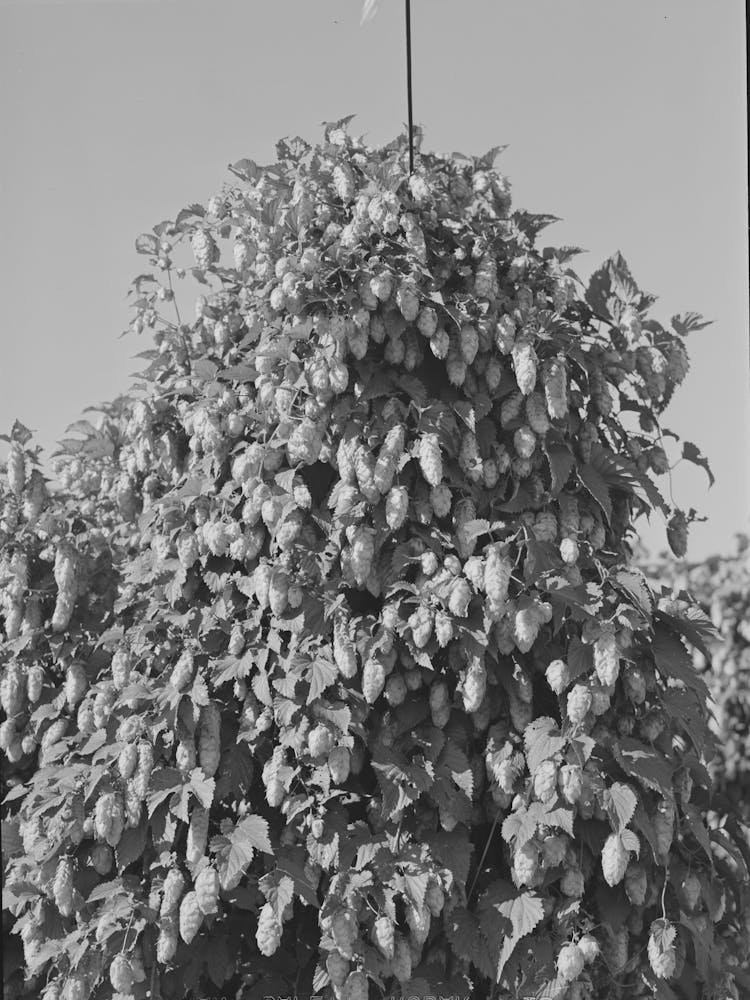 Hop Vine, Yakima County, Washington By Russell Lee