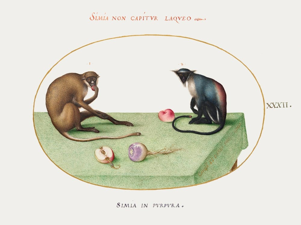 Two Monkeys On A Table (1575–1580), Joris Hoefnagel