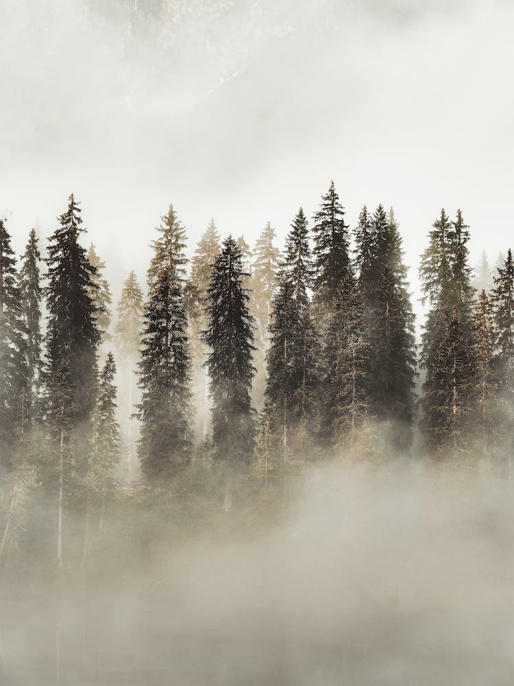 Misty Evergreen Trees