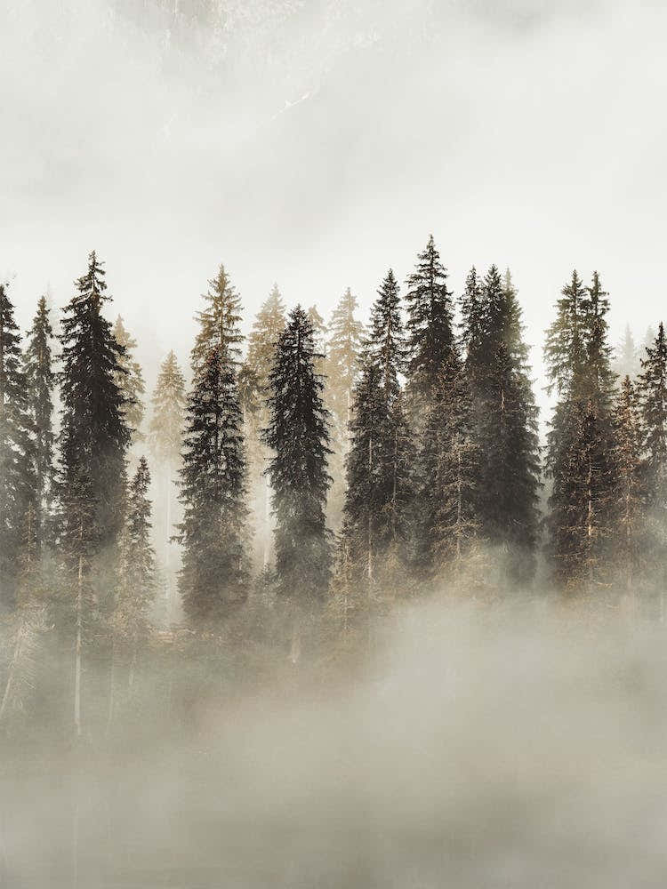 Misty Evergreen Trees