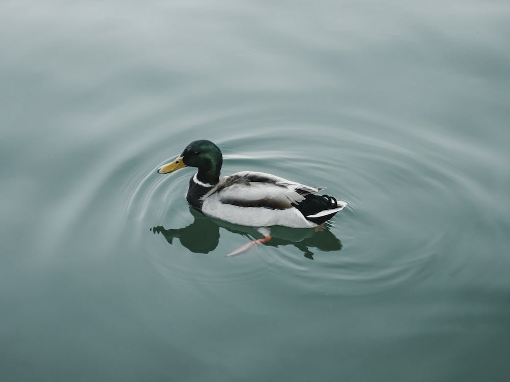 Mallard Duck On Lake