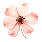 Pink Flower