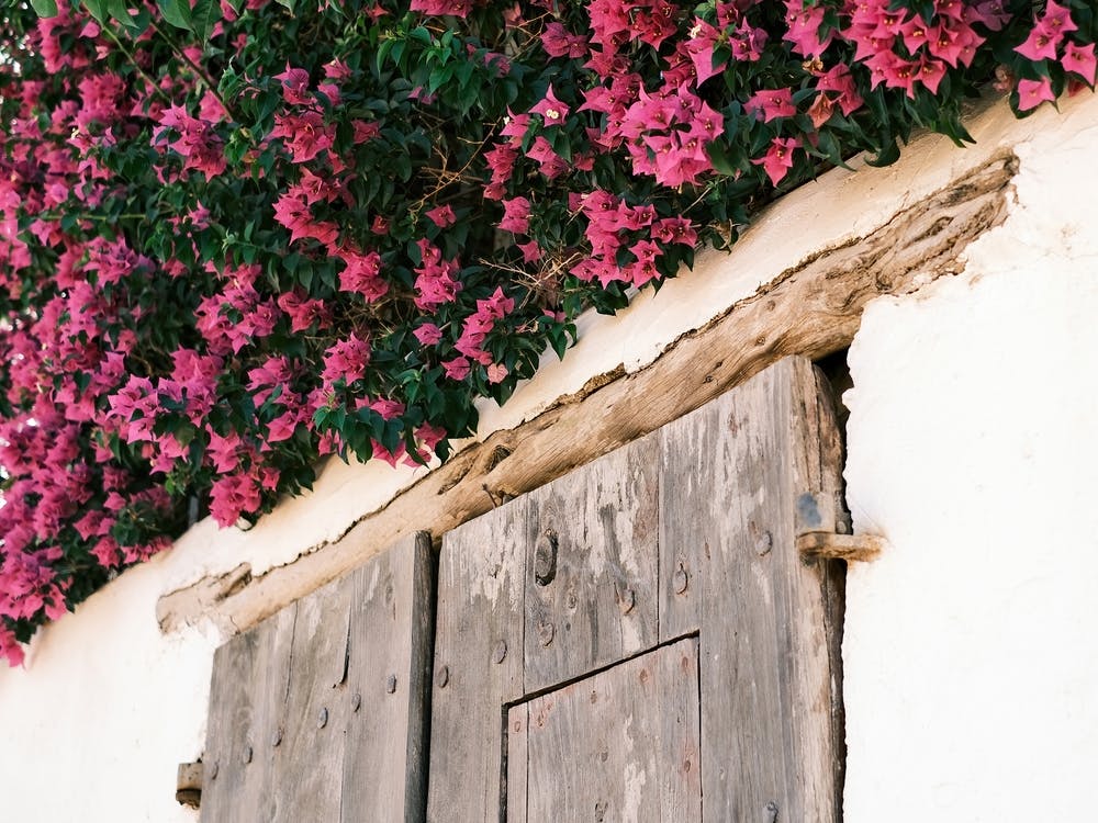 Old wooden door with Pink flowers in Eivissa // Ibiza Travel Photography
