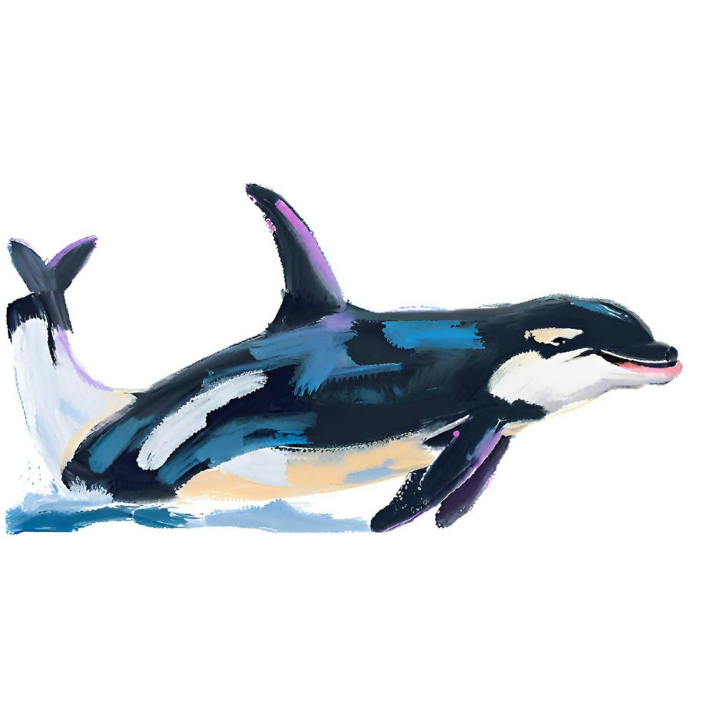 Orca Whale 06