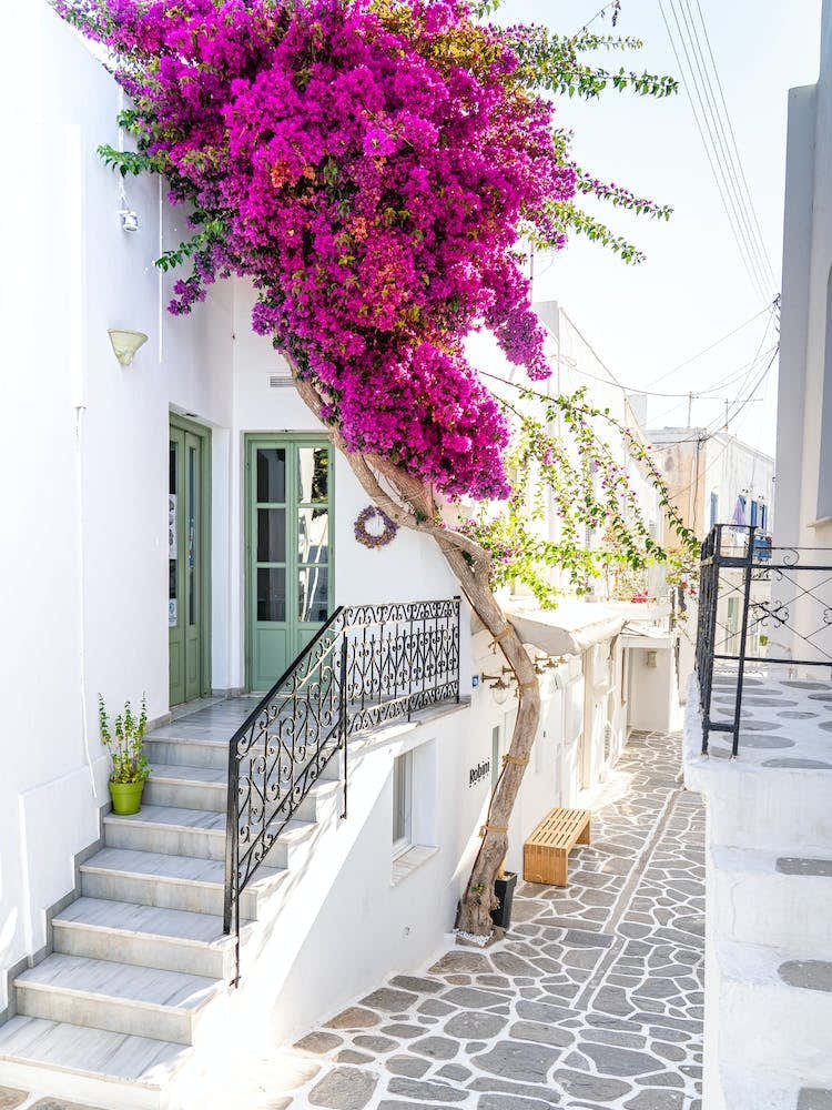 Bougainvillea In Paros