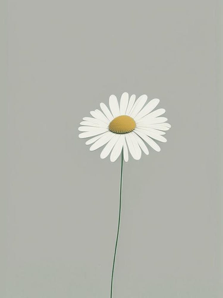 Shasta Daisy Wildflower Simplicity