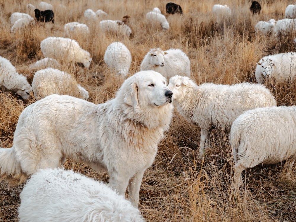 Great Pyrenees Dog And Sheep
