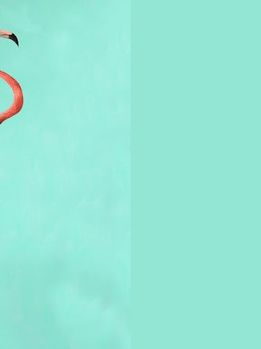 Rollerskate Flamingo