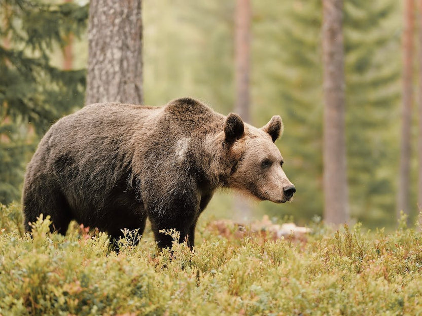 Brown Bear In Forest