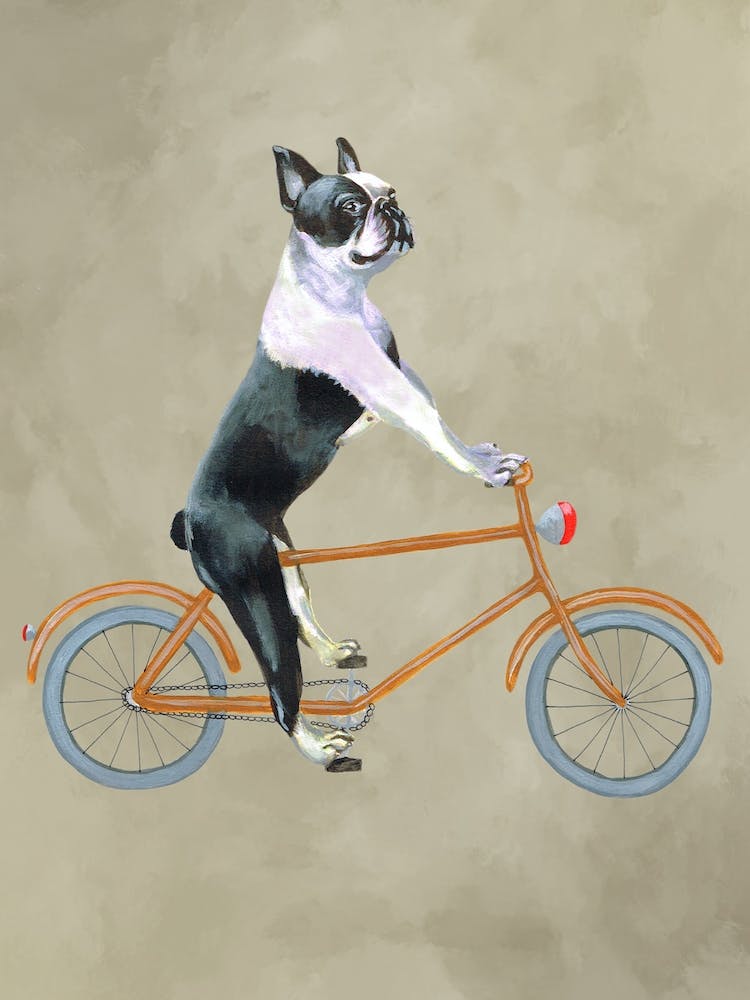 Boston Terrier On Bicycle