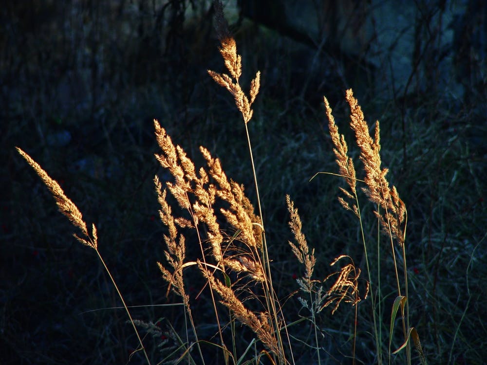 Tall Grasses