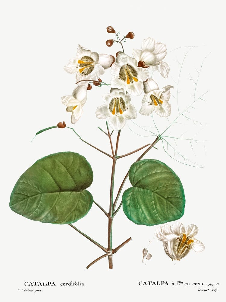 Catalpa Cordifolia, Pierre Joseph Redoute