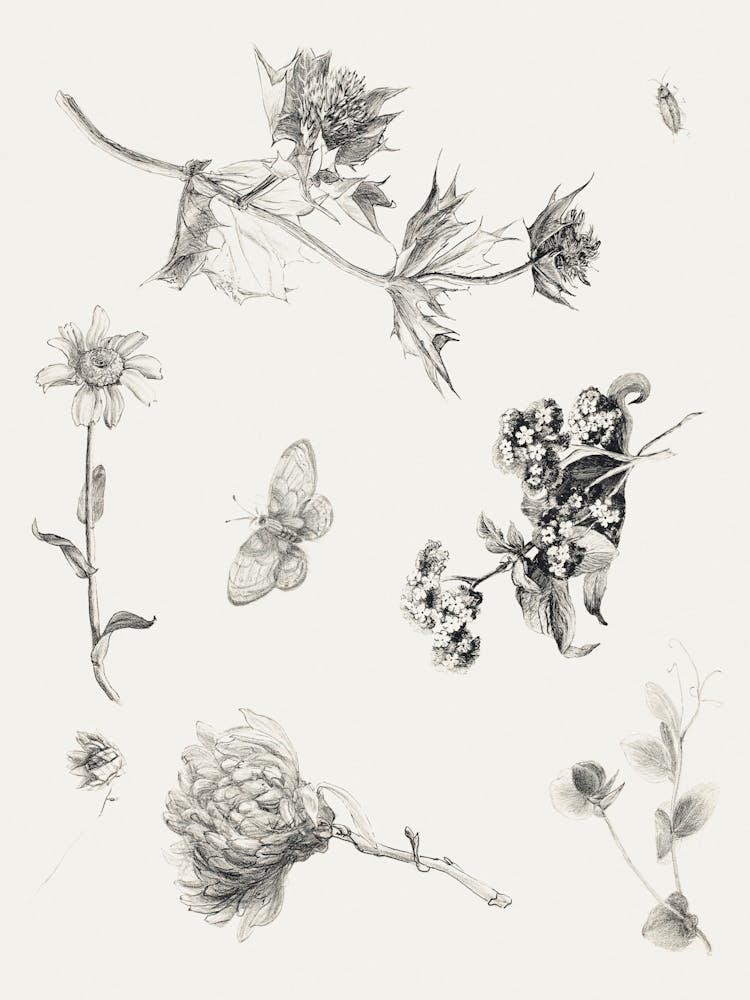 Flowers And Leaves (1878–1917), Theo Van Hoytema