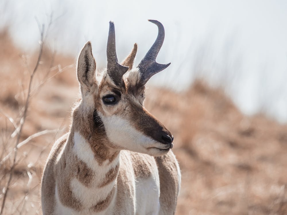 Western Pronghorn