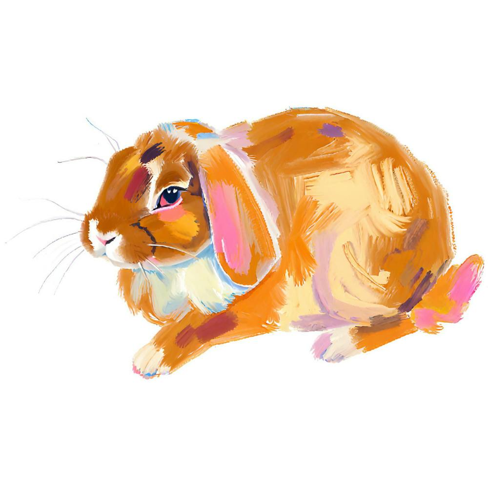 English Lop Rabbit 03