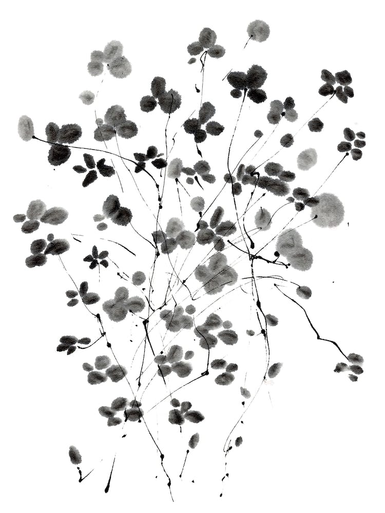 Cherry Blossom