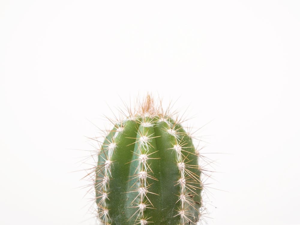 Petite Cactus