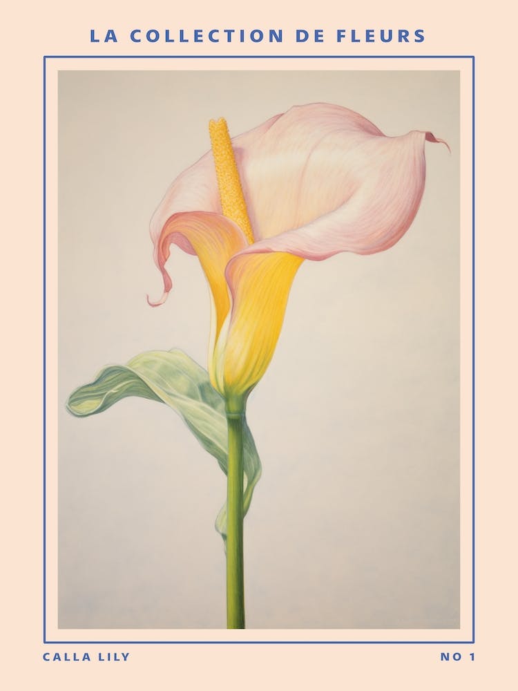 Calla Lily French Flower Botanical Poster