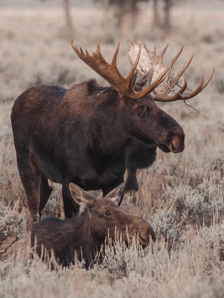 Meadow Moose
