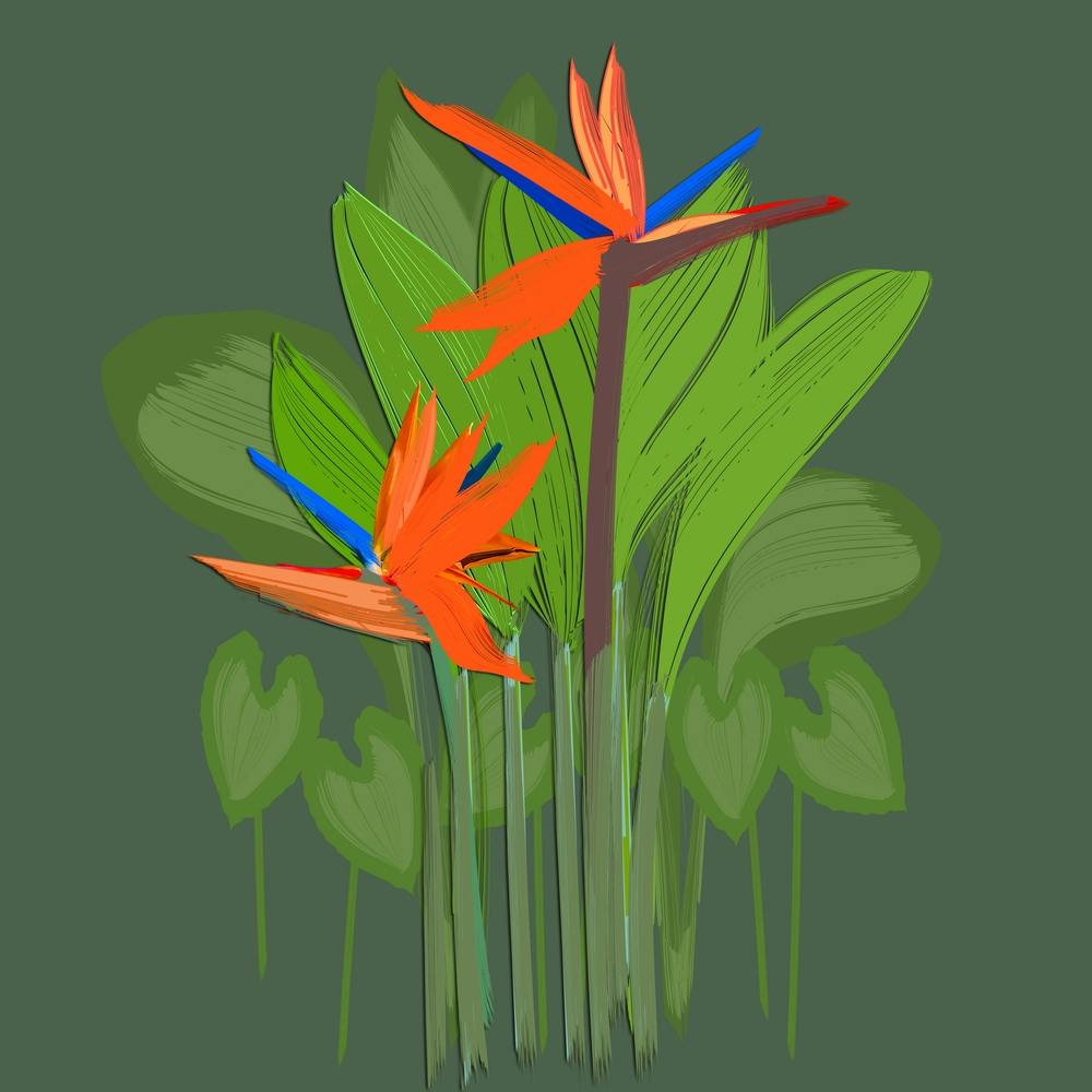 Birds of Paradise Plant