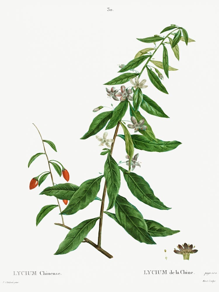 Lycium Chinense, Pierre Joseph Redoute
