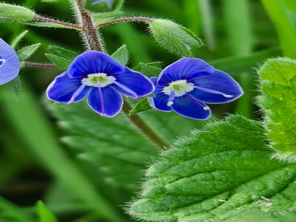 Bluebells