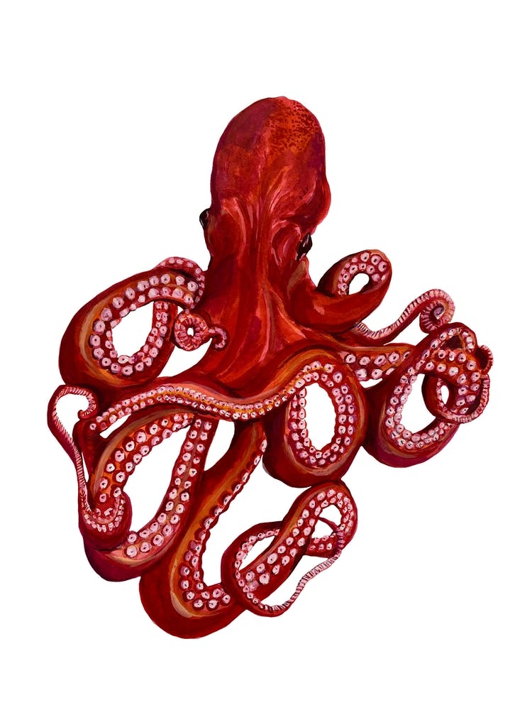 Octopus On White