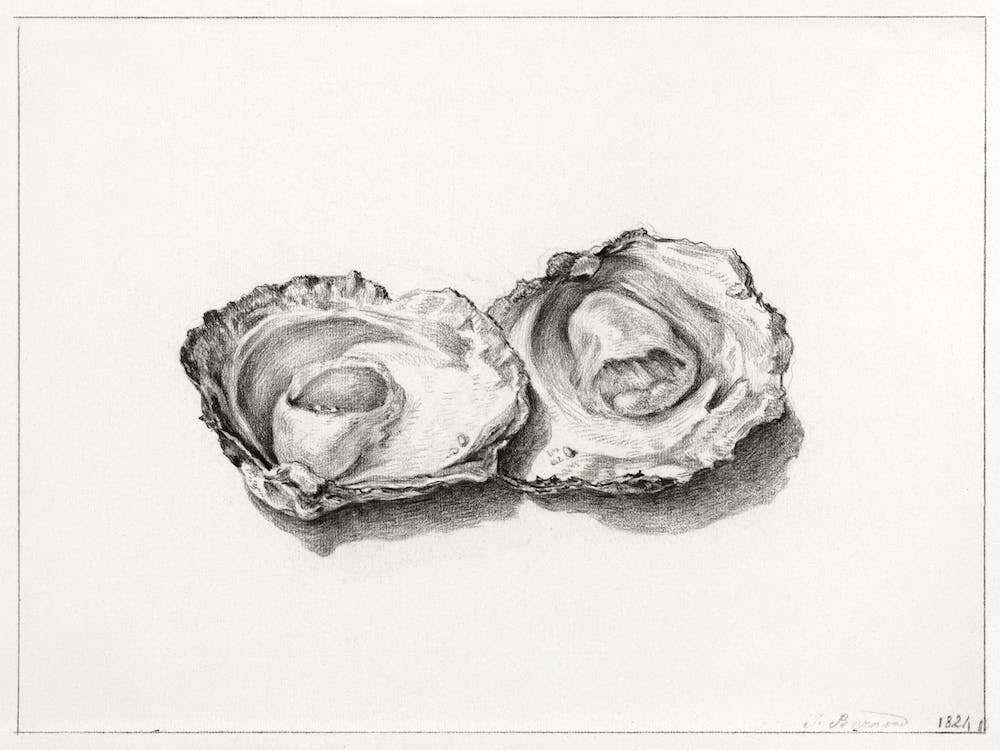Two Opened Oysters, Jean Bernard