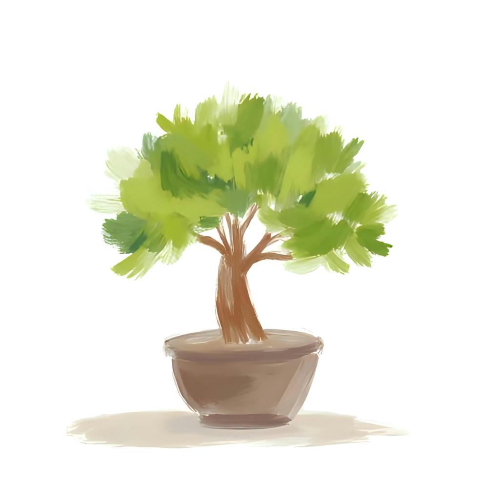 Bonsai Tree
