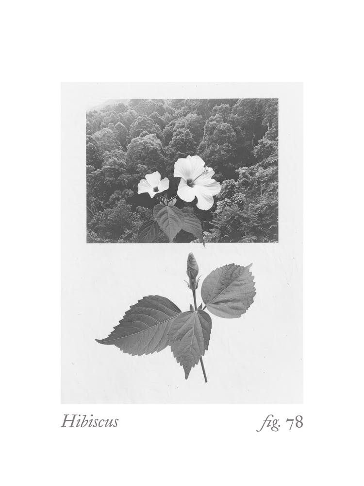 Hibiskus Botanische Collage 4